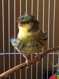 Maybe you would like to learn more about one of these? Beautiful Gloster Canaries For Sale In Hauser Idaho Classified Americanlisted Com
