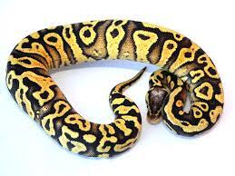 Citrus Pastel Whiteout Yellow Belly Morph List World Of Ball Pythons Ball Python Ball Python Morphs Pet Ball
