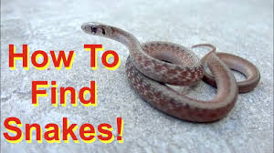 More likely, you want to keep them out of your yard as much as possible so you don't run into them. 6 Tips To Find Snakes Find Not Handle Youtube
