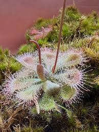 Image result for Genlisea margaretae