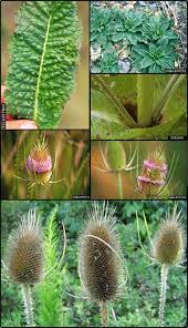 Image result for Dipsacaceae