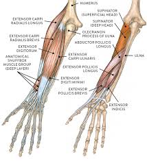 The serratus posterior inferior muscle is thin but becomes more muscular at its lowest points. Muscles Of The Arm And Hand Classic Human Anatomy In Motion The Artist S Guide To The Dynamics Of Figure Drawing 2015