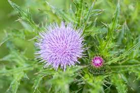 17 Types Of Thistles To Grow In Your Garden Horticulture