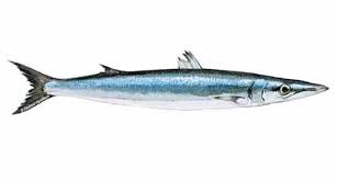Alot of people said that this fish was gross and alot said it was delicious! Barracuda