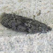 Image result for Pyla fusca