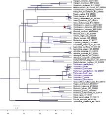 Image result for Trichoneura grandiglumis