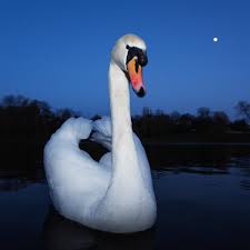 Swans are grouped with the closely related geese in the subfamily anserinae where swans form the tribe cygnini. A Wing And A Prayer The Remarkable Story Of Hampstead Heath S Widowed Swan Birds The Guardian