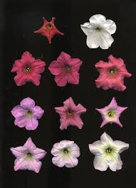 Image result for Petunia axillaris