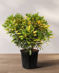 Image result for Croton