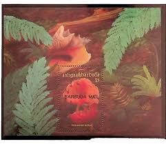 Image result for Cynorkis kassneriana