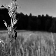 04 10 2019 17 gambar pemandangan hitam putih untuk dicontoh atau diwarnai 1 gambar bunga dalam pot 2 gambar masjid pelangi sawah dan pemandangan gunung 17 gambar pemandangan alam berwarna yang indah 6 gambar jalan raya ada bus dan mobil 7 gambar kereta api dan pegungungan 8 gambar pelangi pemandangan persawahan dan pegunungan 9 gambar. Wallpaper Sunlight Landscape Nature Tree Leaf Flower Plant Darkness Black And White Monochrome Photography Close Up Macro Photography Grass Family 2165x2165 Px 2165x2165 556365 Hd Wallpapers Wallhere