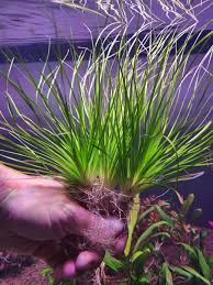 Image result for Eriocaulon schimperi