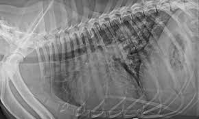 Allivet.com has been visited by 10k+ users in the past month Top 5 Complications During After Heartworm Treatment Clinician S Brief
