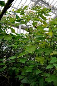 Image result for Sparrmannia