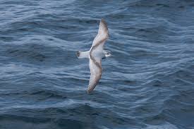 Image result for Enteropogon prieurii