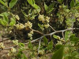 Image result for Celtis africana