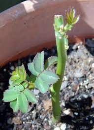 How To Propagate Roses From Your Valentine Bouquet My Humble Home And Garden In 2021 Rooting Roses Planting Roses Rose Plant Care