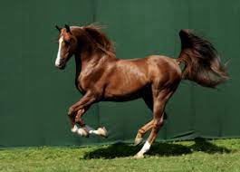 Horse Of The Desert Bedouin Trowbridges Ltd