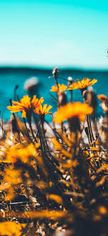 Elegant Iphone X Summer Backgrounds Iphone X Free Wallpaper Nature Iphone Wallpaper Nature Wallpaper Nature Photography