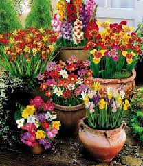 So if you want a lovely garden this summer, now spring is the perfect time to sow seeds, indoors and outside, and make weeded a priority. Sosnowiec Bulb Flowers Summer Flowering Bulbs Summer Bulbs