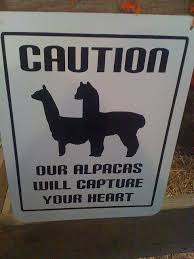 Pin By Debbie Meyer On Alpacas Alpaca Funny Alpaca Farm Alpaca