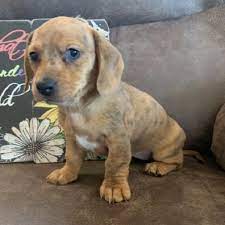 Our goal is to give any abandoned, abused or unwanted dachshund (s) a second chance at finding a safe and loving forever home. Dachshund Puppies For Sale In Ohio Free Dachshund Puppy 500