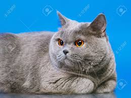 She is heavily muscled and has heavy boning. Blue British Shorthair Cat Stock Photo Picture And Royalty Free Image Image 23522736