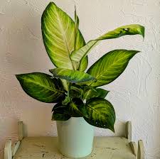 Image result for dieffenbachia flower
