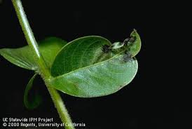 Image result for Walnut blight