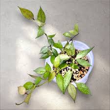 Image result for Selago lacunosa