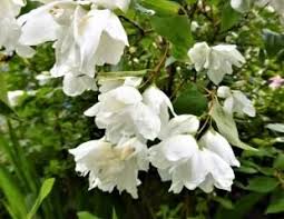 Check spelling or type a new query. 20 Best Scented Plants For Your Garden