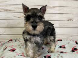 Don't miss what's happening in your neighborhood. Miniature Schnauzer Puppies Petland Bolingbrook Il