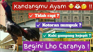 Misal untuk ayam bangkok jantan, tentu ruang sekatan tersebut lebih besar karena ukuran ayam yang besar, setidaknya dibuat dengan ukuran 70x60x50 cm. Ukuran Dan Jarak Ruji Bambu Alas Kandang Ayam Dewasa Dan Kandang Anak Ayam Youtube