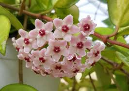 We did not find results for: Porzellanblume Wachsblume Pflegeleichte Pflanze Fur Die Wohnung Roten Runden Bluten Hoya Tsangii Hangende Zimmerpflanze Fangblatt Blumen Garten Seleo Gr