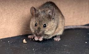 I topi sono degli insidiosi animaletti che a volte fanno visita alla nostra casa e dal momento che trovano un ambiente molto piacevole, decidono di stabilirsi e una volta certi della presenza dei ratti in casa vostra è necessario intervenire tempestivamente, armati di pazienza, caramelle al veleno, trappole e. Come Allontanare I Topi Da Casa