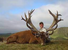 Hunt your dream red stag trophy at poronui. Red Stag Hunting Alpine Hunting