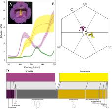 Image result for Marsdenia cynanchoides