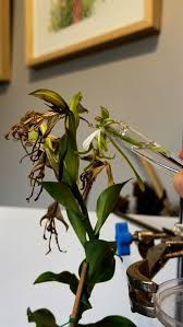 Image result for Eulophia horsfallii