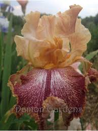 Taken with daughter's kodak z740 camera. Tbkiltlilt Tbkthruo Iris Wiki