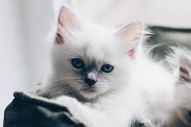 Browse ragdoll cats & kittens for adoption. 6 Best Ragdoll Breeders In New York