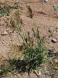 Image result for Digitaria diagonalis