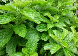 Mungkin kamu juga belum familiar dengan daun pecah beling atau juga disebut sebagai daun keji beling. Yuk Jaga Kesehatan Dengan Konsumsi Daun Keji Beling