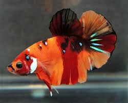 Live Fancy Nemo Koi Long Fin Female Halmoon Betta Fish Import Ebay Betta Betta Fish Fish