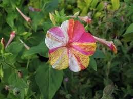 Flowers for cutting four o'clocks gaillardia garden ready flowers geraniums gerbera gladiolus gomphrena ice plants impatiens indoor sown how can i keep track of information on 4 o'clock plants for sale? Mirabilis Jalapa Marvel Of Peru Four O Clock Flower Plant Page Clock Flower Hummingbird Plants Four O Clock