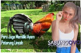 Peru Juga Memiliki Ayam Petarung Lincah Sabung Ovo