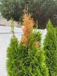 Image result for thuja drying out dead dried symptoms)