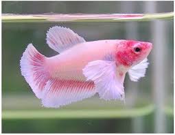 Live Betta Fish Pink Dumbo Big Ear Female Adorably Beautiful Girl Imported In 2020 Betta Fish Betta Pink Fish