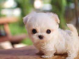 Do you have a new white puppy in need of a cute and unique name? Pin On Cute And Funny Animals