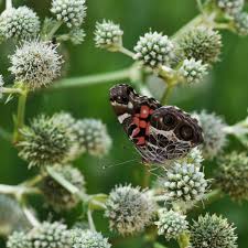 North carolina is blessed with a wide range of plants. Gardening For A Drought North Carolina Native Plants To The Rescue North Carolina Botanical Garden