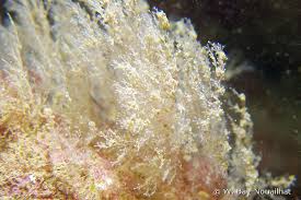 Image result for Vahlia dichotoma